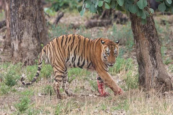 वन विहार में उपचार के दौरान युवराज बाघ
